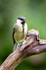 Young Great Tit (Parus Major) posing on a branch in British back garden in Summer. UK. Green background.