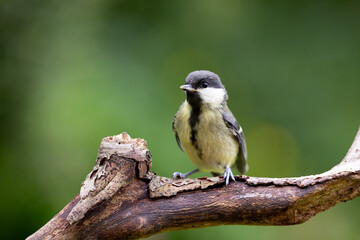 Young Great Tit (Parus Major) posing on a branch in British back garden in Summer. UK. Green background.