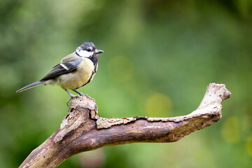 Fototapeta premium Tired looking adult Great Tit (Parus Major) posing on a branch in British back garden in Summer. UK. Green background.