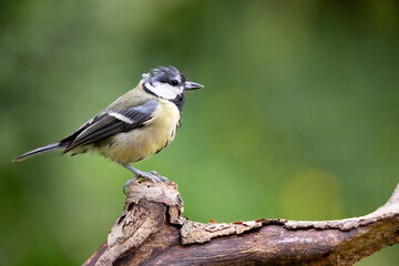 Tired looking adult Great Tit (Parus Major) posing on a branch in British back garden in Summer. UK. Green background.