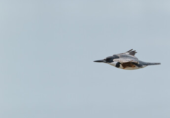 Closeup of a female belted kingfisher.