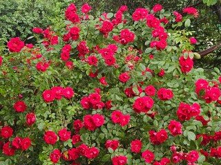 flowers in the garden, red roses in the garden