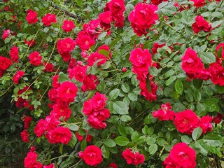 flowers in the garden, red roses in the garden