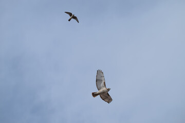 American kestrel chasing a red-tailed hawk.