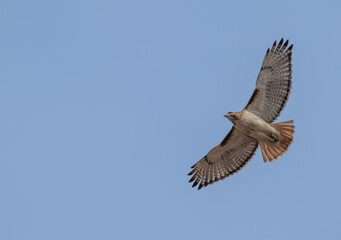 Red-tailed hawk in flight.