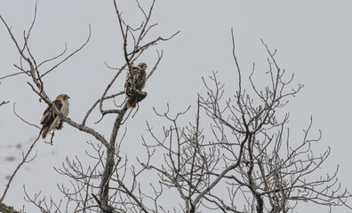 Red-tailed hawk.