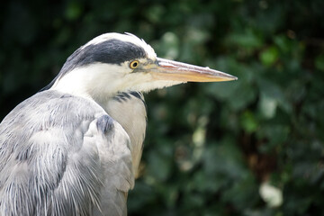 Close up of a heron against green background