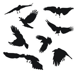 Raven, crow, corvus flight. Hover, soaring, landing, flying, flutter. Carrion crows in flight open wings