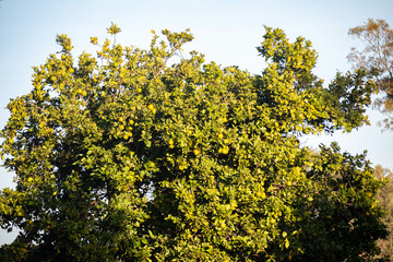 Naklejka premium Special background with nature scenery, tree, flowers, flowers