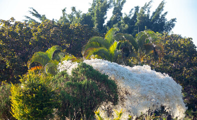 Special background with nature scenery, tree, flowers, flowers