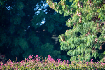 Special background with nature scenery, tree, flowers, flowers