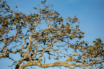 Special background with nature scenery, tree, flowers, flowers