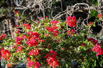 Special background with nature scenery, tree, flowers, flowers