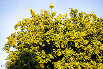 Special background with nature scenery, tree, flowers, flowers