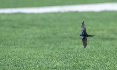Closeup of a purple martin.