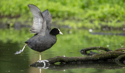 photo of a Eurasian Coot Fulica atra during the breeding season, on a traquil green reflected pond