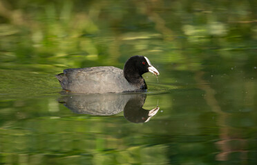 Eurasian Coot Fulica atra during the breeding season, on a traquil green reflected pond
