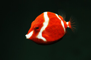 Juvenile Male Whitebarred Boxfish (Anoplocapros lenticularis)