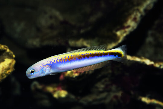 Oreni Tilefish goby (Hoplolatilus oreni) deepwater fish from twilight zone