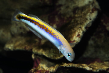 Oreni Tilefish goby (Hoplolatilus oreni) deepwater fish from twilight zone
