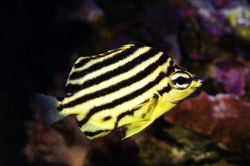 Footballer, Convict fish, or stripey (Microcanthus strigatus)