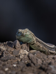 lagartija de frente a la cámara 