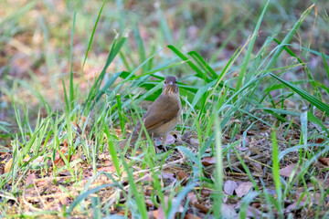 Orange thrush Turdus rufiventris ,  sabiá-laranjeira. A typical Brazilian bird with a harmonious and very beautiful song.