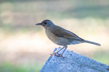 Orange thrush Turdus rufiventris ,  sabiá-laranjeira. A typical Brazilian bird with a harmonious and very beautiful song.