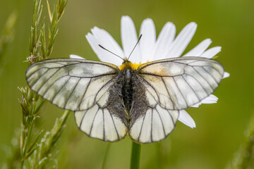 フランス菊の花の蜜を吸うウスバシロチョウ