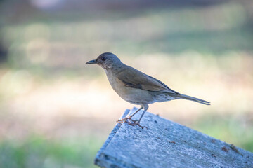 Orange thrush Turdus rufiventris ,  sabiá-laranjeira. A typical Brazilian bird with a harmonious and very beautiful song.