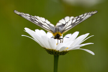 フランス菊の花の蜜を吸うウスバシロチョウ