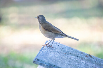 Orange thrush Turdus rufiventris ,  sabiá-laranjeira. A typical Brazilian bird with a harmonious and very beautiful song.