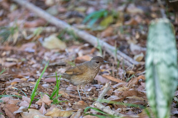 Orange thrush Turdus rufiventris ,  sabiá-laranjeira. A typical Brazilian bird with a harmonious and very beautiful song.