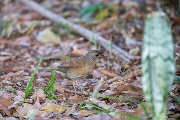Orange thrush Turdus rufiventris ,  sabiá-laranjeira. A typical Brazilian bird with a harmonious and very beautiful song.