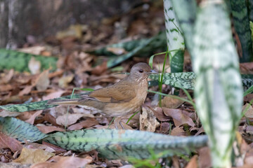 Orange thrush Turdus rufiventris ,  sabiá-laranjeira. A typical Brazilian bird with a harmonious and very beautiful song.