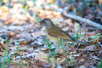 Orange thrush Turdus rufiventris ,  sabiá-laranjeira. A typical Brazilian bird with a harmonious and very beautiful song.