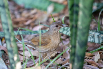 Orange thrush Turdus rufiventris ,  sabiá-laranjeira. A typical Brazilian bird with a harmonious and very beautiful song.