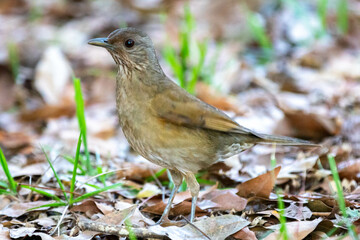 Orange thrush Turdus rufiventris ,  sabiá-laranjeira. A typical Brazilian bird with a harmonious and very beautiful song.