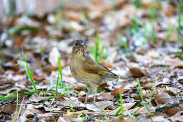Orange thrush Turdus rufiventris ,  sabiá-laranjeira. A typical Brazilian bird with a harmonious and very beautiful song.