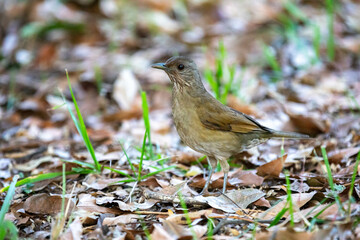 Orange thrush Turdus rufiventris ,  sabiá-laranjeira. A typical Brazilian bird with a harmonious and very beautiful song.