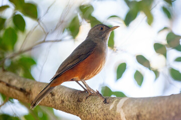 Orange thrush Turdus rufiventris , sabiá-laranjeira. A typical Brazilian bird with a harmonious and very beautiful song.