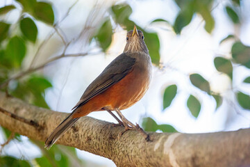 Orange thrush Turdus rufiventris ,  sabiá-laranjeira. A typical Brazilian bird with a harmonious and very beautiful song.