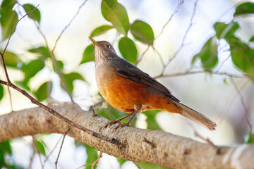 Orange thrush Turdus rufiventris ,  sabiá-laranjeira. A typical Brazilian bird with a harmonious and very beautiful song.