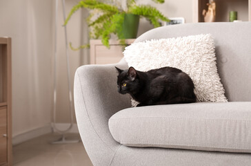 Cute black cat sitting near cushion on sofa in living room