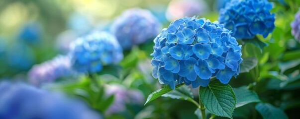 Blooming garden with hydrangeas