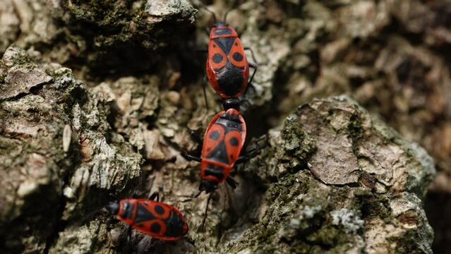 Studying firebugs life cycle, interaction, and behavior on tree bark upclose in the forest