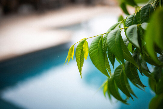 leaf in the spring with water in the background
