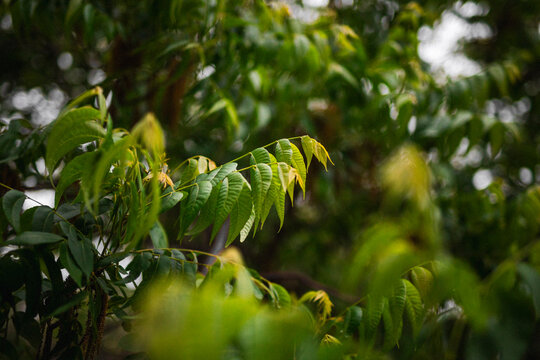 green tree in the spring