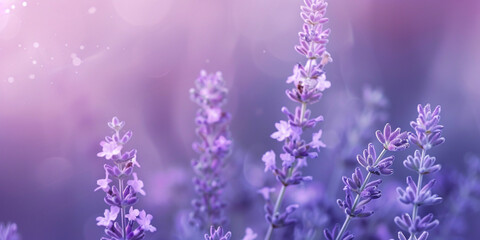 A closeup of lavender flowers in full bloom, with sunlight filtering through the leaves