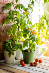 Growing tomatoes in the home at summer in balcony. Small bush of balcony cherry orange and red tomato in flower pots on wooden windowsill. Sustainable lifestyle, fresh home-grown organic vegetables